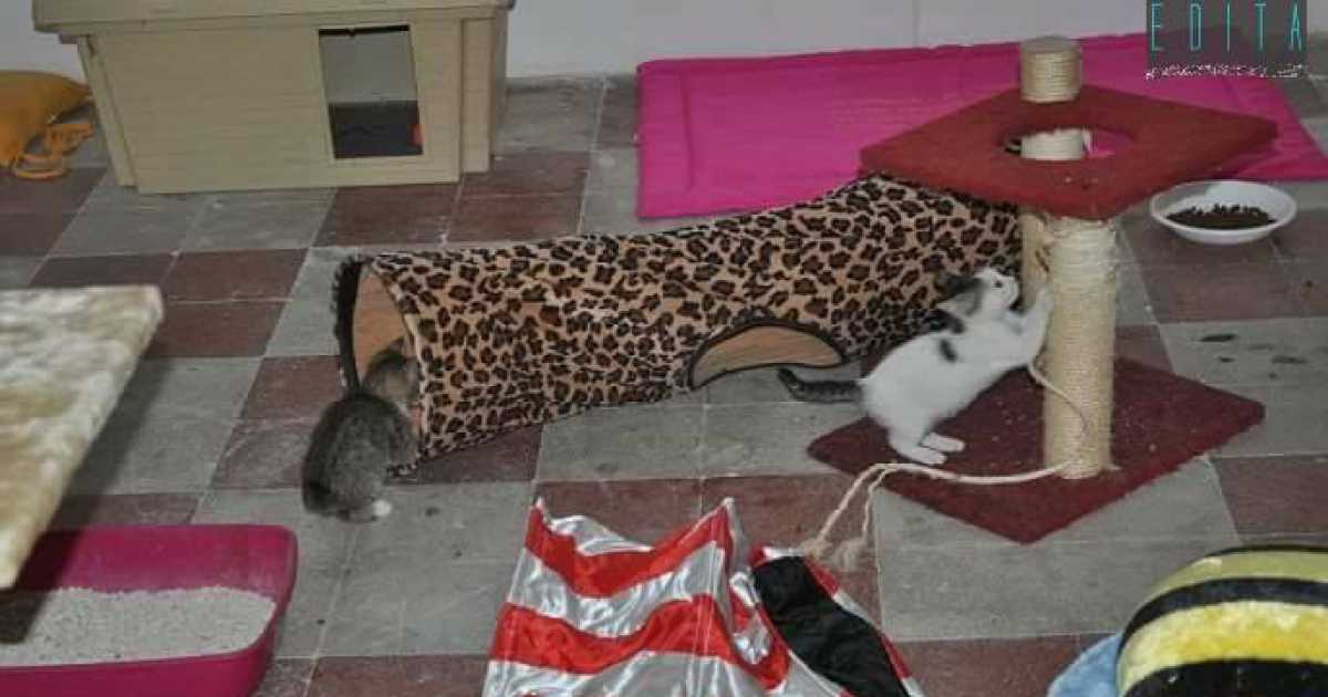 La storia del barese Mario De Giglio, che cura 100 gatti in difficolt�